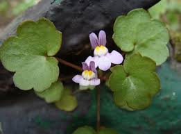 Attēlu rezultāti vaicājumam “Cymbalaria muralis flower”