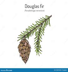 Attēlu rezultāti vaicājumam “Pseudotsuga menziesii”