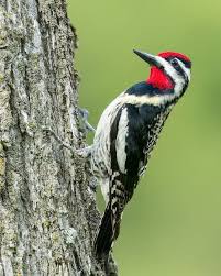 Image result for Sphyrapicus varius