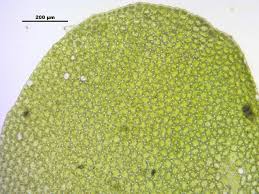 Attēlu rezultāti vaicājumam “Jungermannia subulata”