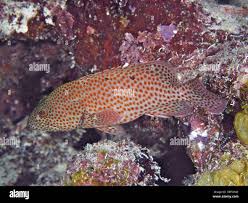 Image result for Cephalopholis cruentata