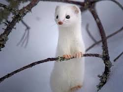 Attēlu rezultāti vaicājumam “Mustela nivalis adult”