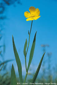 Attēlu rezultāti vaicājumam “Ranunculus lingua flower”