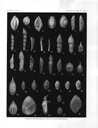 Attēlu rezultāti vaicājumam “Oligonema favogineum sessile”