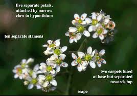 Attēlu rezultāti vaicājumam “Saxifragaceae”