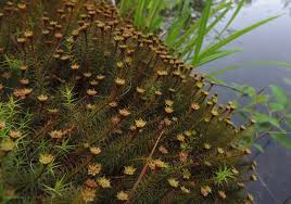 Attēlu rezultāti vaicājumam “Polytrichales”