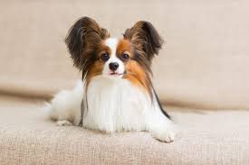Image result for papillon