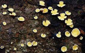 Attēlu rezultāti vaicājumam “Lachnum corticale”