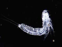 Attēlu rezultāti vaicājumam “Copepoda”