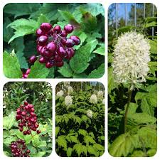 Image result for Christophskraut