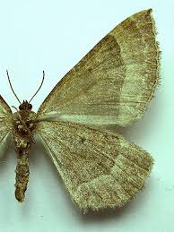 Attēlu rezultāti vaicājumam “Larentia clavaria”