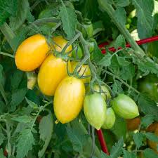 Afbeeldingsresultaat voor blushing yellow tomato