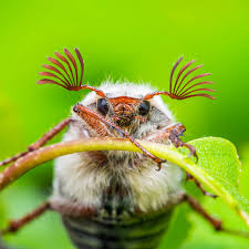 Attēlu rezultāti vaicājumam “Melolontha melolontha”