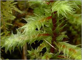 Attēlu rezultāti vaicājumam “Rhytidiadelphus”