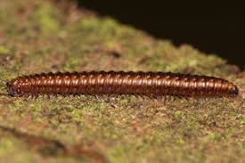 Attēlu rezultāti vaicājumam “Craspedosoma rawlinsi”