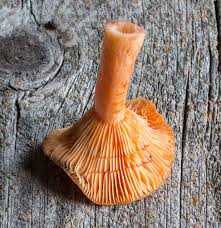 Attēlu rezultāti vaicājumam “Lactarius”