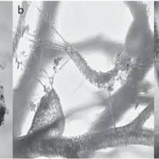 Attēlu rezultāti vaicājumam “Libellula quadrimaculata larva”