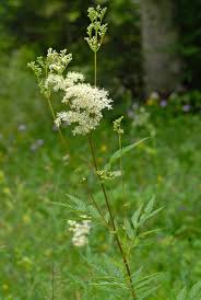 Image result for Filipendula ulmaria