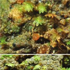 Attēlu rezultāti vaicājumam “Octospora splachnophila”