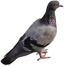 Attēlu rezultāti vaicājumam “Columba livia f. domestica”