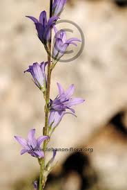 Image result for Campanula rapunculus