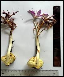 Attēlu rezultāti vaicājumam “Colchicum szovitsii subsp. szovitsii flower”