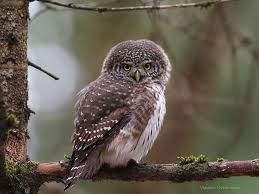 Attēlu rezultāti vaicājumam “Glaucidium passerinum adult”