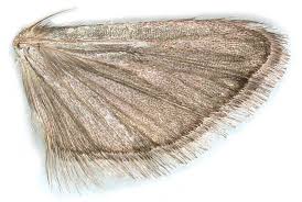 Attēlu rezultāti vaicājumam “Apomyelois bistriatella”