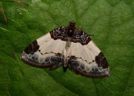 Attēlu rezultāti vaicājumam “Mesoleuca albicillata”