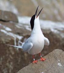 Image result for Sterna dougallii