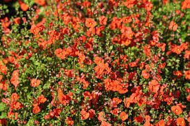 Image result for Alonsoa liniflora