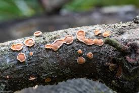 Attēlu rezultāti vaicājumam “Aleurodiscus amorphus”