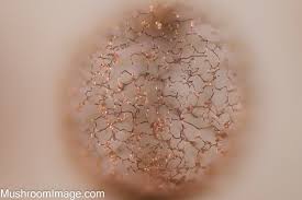 Attēlu rezultāti vaicājumam “Comatricha ellae macro”