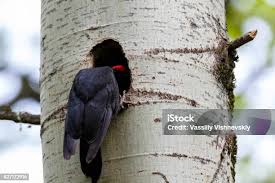 Attēlu rezultāti vaicājumam “Dryocopus martius nest”