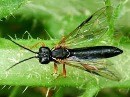 Attēlu rezultāti vaicājumam “Tenthredo campestris female”