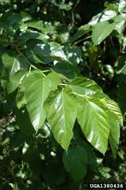 Attēlu rezultāti vaicājumam “Morus alba leaf”