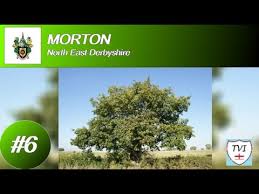 Image result for Morton Colliery Cricket Club