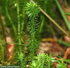 Attēlu rezultāti vaicājumam “Lycopodiaceae”
