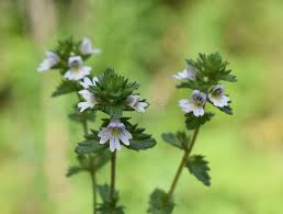 Image result for Euphrasia stricta