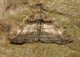 Attēlu rezultāti vaicājumam “Cleora cinctaria”