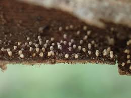 Attēlu rezultāti vaicājumam “Craterium leucocephalum”