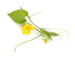 Attēlu rezultāti vaicājumam “Thladiantha dubia”