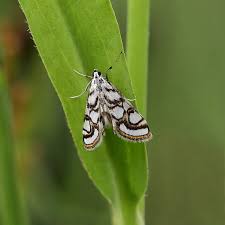 Attēlu rezultāti vaicājumam “Elophila nymphaeata”