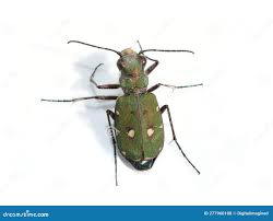 Attēlu rezultāti vaicājumam “Cicindela campestris imago”