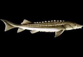Image result for Scaphirhynchus platorynchus