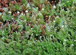 Attēlu rezultāti vaicājumam “Calypogeia integristipula”