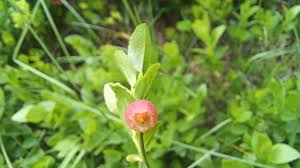 Attēlu rezultāti vaicājumam “Vaccinium myrtillus flower”