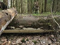 Attēlu rezultāti vaicājumam “Sidera lenis”