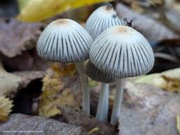 Attēlu rezultāti vaicājumam “Tilachlidium brachiatum”