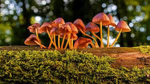 Attēlu rezultāti vaicājumam “fungi”